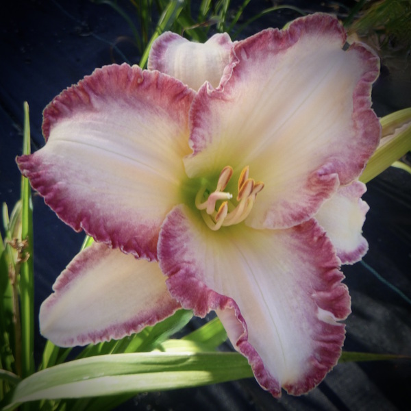 Frosted Rose - 1 Fan